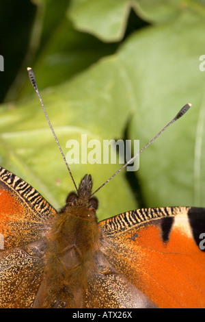 Peacock butterfly (Inachis io) close up d'antennes Banque D'Images