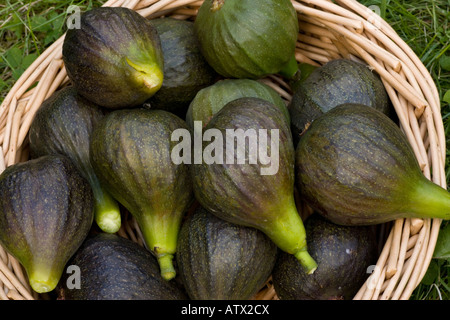 Figues bio (Ficus carica) cultivée et récoltée à Dorset, Angleterre, RU Banque D'Images