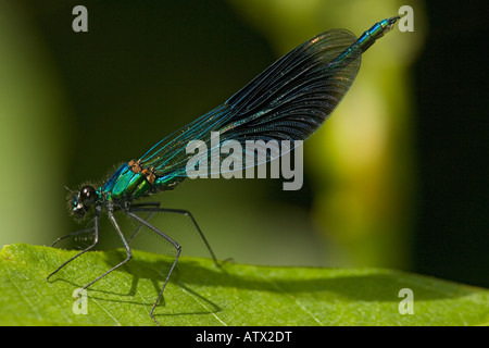 Demoiselle Calopteryx splendens mâle bagué Agrion splendens reposant Banque D'Images