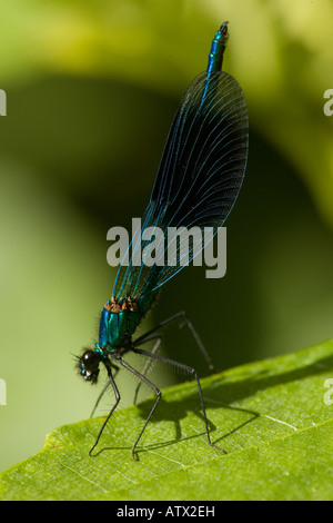 Bagué mâle Calopteryx splendens (Demoiselle) reposant, close-up Banque D'Images