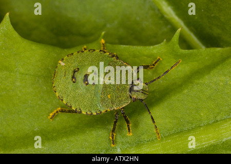 Nymphe du bogue de bouclier vert commun, Palomina prasina, Banque D'Images