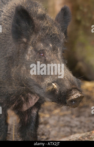 Le sanglier Sus scrofa naturalisée en UK Banque D'Images