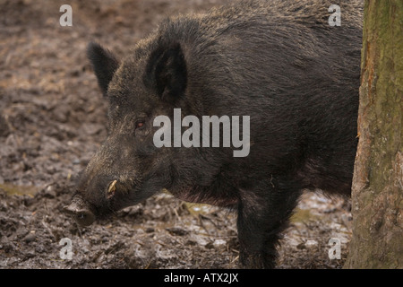Wild Boar, sus scrofa, naturalisé au Royaume-Uni Banque D'Images