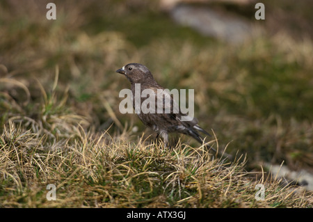 Leucosticte atrata Black, roselins, sur la toundra alpine. Banque D'Images