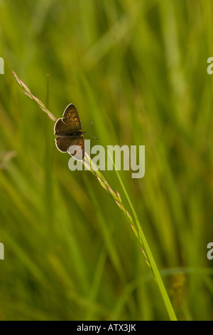 Fuligineux mâle papillon Lycaena tityrus (cuivre) reposant sur l'herbe, Brenne, France, Europe Banque D'Images