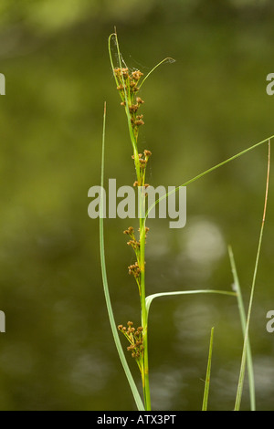 Vu les carex Cladium mariscus en fleur Banque D'Images