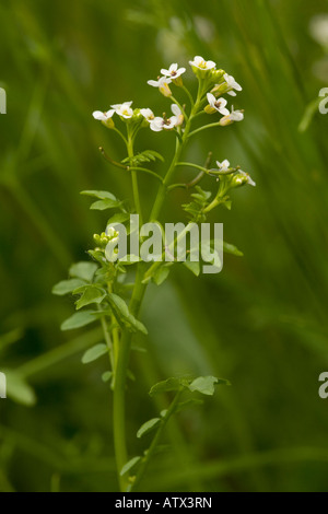 Cresson amère ondulée, Cardamine flexuosa, en fleur Banque D'Images