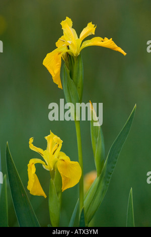 Iris jaune ou jaune Iris pseudacorus drapeau Banque D'Images