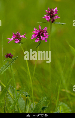 Betony Stachys officinalis (commune) en fleurs en vieille prairie, UK Banque D'Images