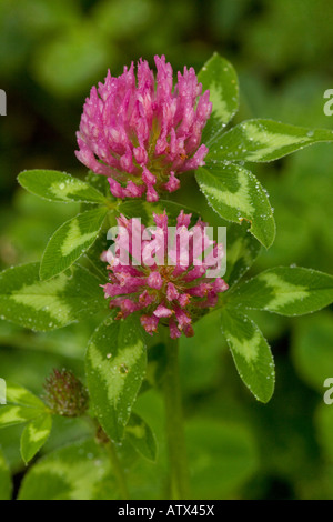 Trèfle rouge, Trifolium pratense, en fleur. Plantes sauvages et cultures fourragères Banque D'Images