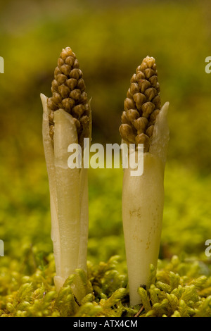 Nid d'oiseau (orchidée Neottia nidus-avis) les jeunes nouveaux crampons, close-up Banque D'Images