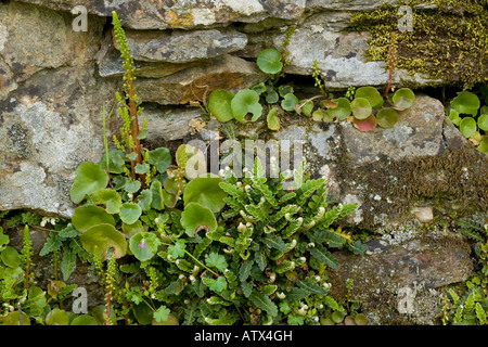 Pennymort mural, umbilicus rupestris et arrière Rusty fougère Ceterach officinarum sur la vieille paroi Banque D'Images