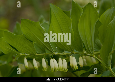 Salomon angulaire Joint Polygonatum odoratum s en fleurs Banque D'Images