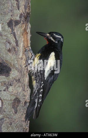 Pic de Williamson Sphyrapicus thyroideus, mâle, perché à l'entrée dans la cavité du nid en tremble. Banque D'Images