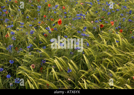 Coquelicot (Papaver rhoeas) et de bleuet (Centaurea cyanus) dans un champ de la montagne, sur le bord de Parc National des Ecrins, France Banque D'Images
