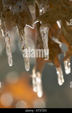 Glaçons pendant de membres de l'arbre et les feuilles Banque D'Images