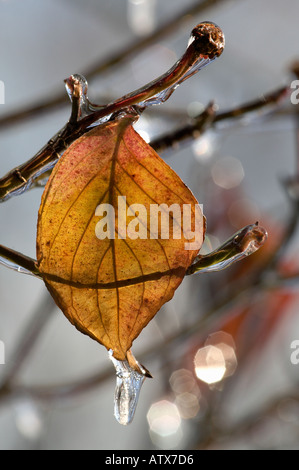 Glaçons pendant de membres de l'arbre et les feuilles Banque D'Images
