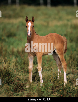 Cheval - poulain Holsteiner standing on meadow Banque D'Images