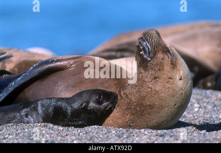 Les jeunes lions de mer d'Amérique du Sud avec la mère / Otaria flavescens Banque D'Images