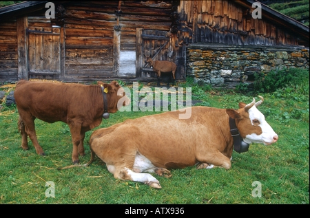 Vache et son veau on meadow Banque D'Images