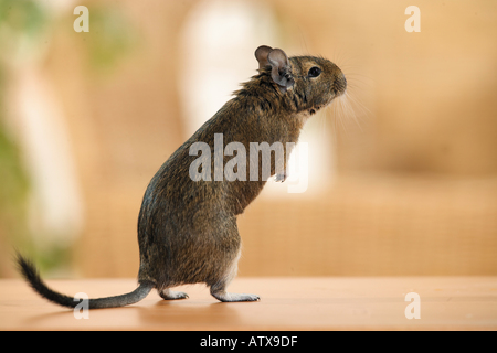 La mendicité / octodon degu spp. Banque D'Images