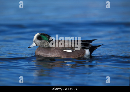 Le Canard d'homme, Anas americana, la natation. Banque D'Images