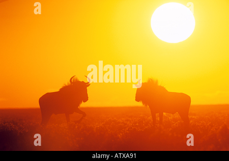 Deux gnous bleus dans le coucher du soleil / Connochaetes taurinus Banque D'Images