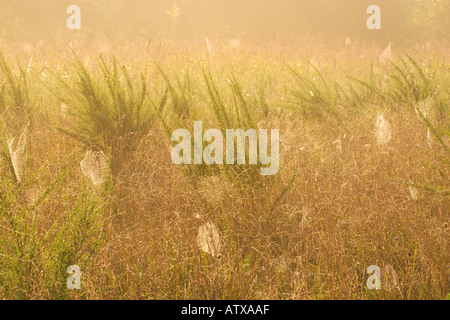 Manu Chao avec la rosée dans le champ à l'aube de Virginia Thompson Banque D'Images