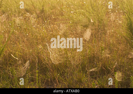 Manu Chao avec la rosée dans le champ à l'aube de Virginia Thompson Banque D'Images