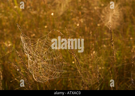 Manu Chao avec la rosée dans le champ à l'aube de Virginia Thompson Banque D'Images