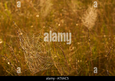 Manu Chao avec la rosée dans le champ à l'aube de Virginia Thompson Banque D'Images