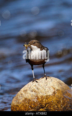 Portrait d'un balancier à l'article sur rock en rivière qui coule avec bec plein d'insectes Banque D'Images