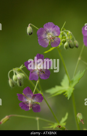 Géranium sanguin Geranium phaeum sombre des Dolomites en Italie du nord Banque D'Images
