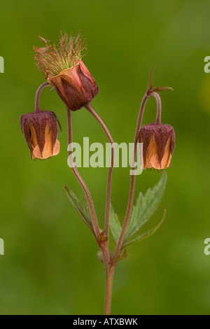 (Geum rivale Benoîte de l'eau) en fleur, close-up Banque D'Images