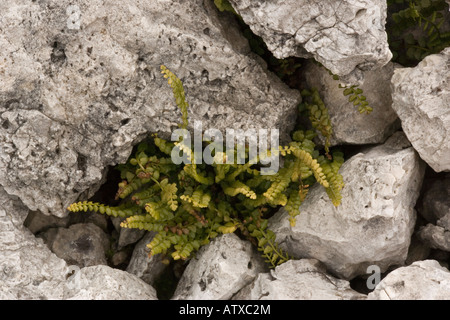 Asplenium viride spleenwort vert rare au Royaume-Uni sur les roches calcaires Banque D'Images