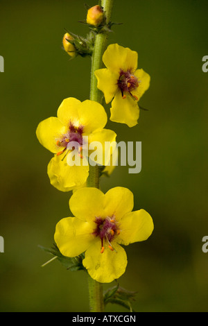 Espèce de Molène Verbascum blattaria en fleur introduit en UK Banque D'Images