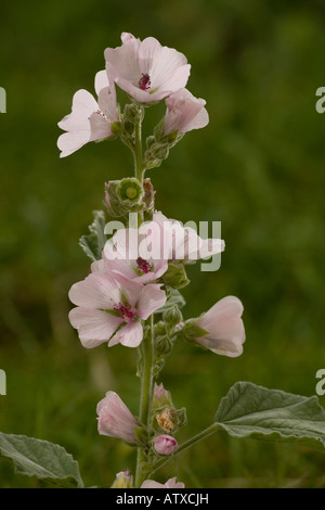 Marsh Mallow Althaea officinalis en fleur Banque D'Images