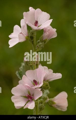 Marsh Mallow (Althaea officinalis) dans la région de Flower, close-up Banque D'Images