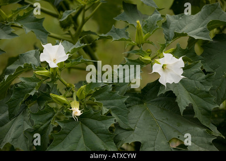 Thorn Datura stramonium Apple en fleurs et fruits naturalisée en UK Banque D'Images