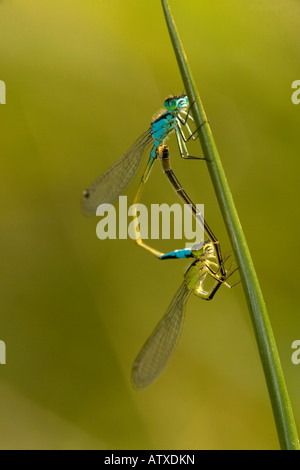 Paire d'accouplement de demoiselles à queue bleue (Ischnura elegans) Banque D'Images