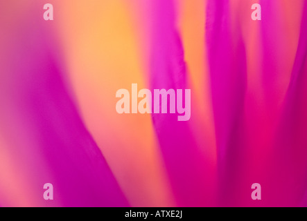 'Libre' de 'ice plant' wildflower Banque D'Images