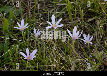 Crocus alpins d'automne, Colchicum alpinum, dans les Alpes françaises de la Vanoise Banque D'Images