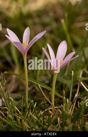 Crocus alpins d'automne, Colchicum alpinum, dans les Alpes françaises de la Vanoise Banque D'Images