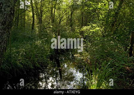 Réserve naturelle, Marais de Lavours, au nord d'Aix-les-bains France tourbière Fen et bois vue sur la zone des marais Banque D'Images