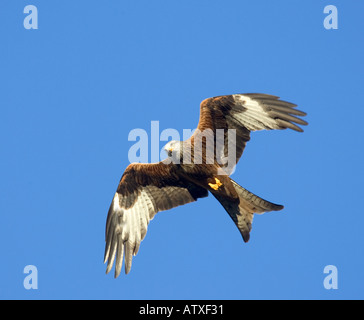 Red Kite en vol. Banque D'Images