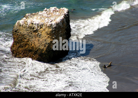 Seastack et Californie otaries, île de Santa Barbara, Californie Banque D'Images