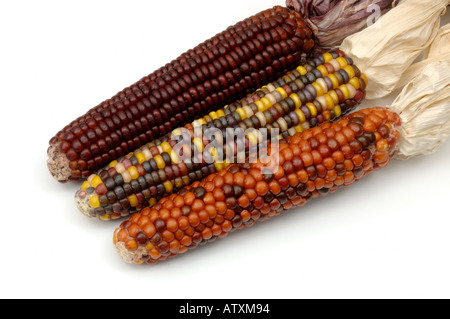 American Indian corn colorés non comestibles de décoration pour halloween sur fond blanc Banque D'Images