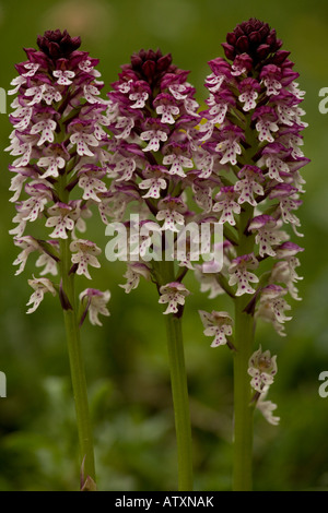 Orchidée naine ou brûlée, Neotinea ustulata, anciennement connue sous le nom d'Orchidée brûlée Banque D'Images