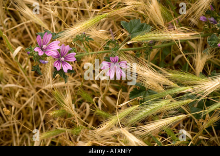 Malva sylvestris, en croissance à travers l'orge de mur Banque D'Images