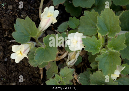 Craping Snapdragon, Asarina procumbens endémique aux Pyrénées Banque D'Images